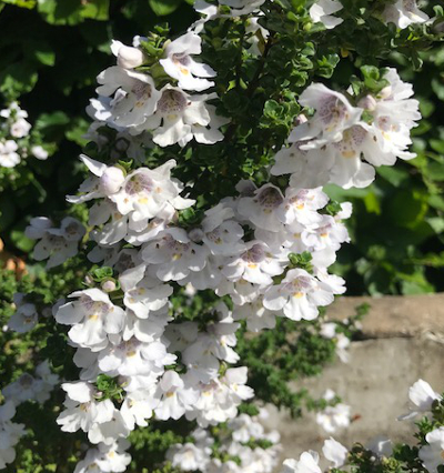 Prostanthera cuneata 